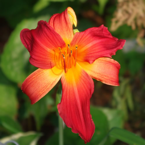 Hemerocallis Brave World
